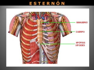 E S T E R N Ó NE S T E R N Ó N
 