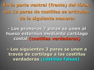 En la parte ventral (frente) del tórax,En la parte ventral (frente) del tórax,
los 12 pares de costillas se articulanlos 12 pares de costillas se articulan
de la siguiente manera:de la siguiente manera:
- Los primeros 7 pares se unen al- Los primeros 7 pares se unen al
hueso esternón mediante cartílagohueso esternón mediante cartílago
costalcostal (costillas verdaderas)(costillas verdaderas)
- Los siguientes 3 pares se unen a- Los siguientes 3 pares se unen a
través de cartílago a las costillastravés de cartílago a las costillas
verdaderasverdaderas (costillas falsas)(costillas falsas)
 