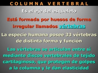 Es el eje del esqueletoEs el eje del esqueleto
Está formada por huesos de formaEstá formada por huesos de forma
irregular llamadosirregular llamados vértebrasvértebras
La especie humana posee 33 vértebrasLa especie humana posee 33 vértebras
de distinta forma y funciónde distinta forma y función
Las vértebras se articulan entre síLas vértebras se articulan entre sí
mediante discos vertebrales de tejidomediante discos vertebrales de tejido
cartilaginoso, que protegen de golpescartilaginoso, que protegen de golpes
a la columna y le dan elasticidada la columna y le dan elasticidad
C O L U M N A V E R T E B R A LC O L U M N A V E R T E B R A L
 