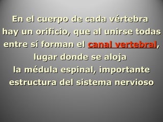 En el cuerpo de cada vértebraEn el cuerpo de cada vértebra
hay un orificio, que al unirse todashay un orificio, que al unirse todas
entre sí forman elentre sí forman el canal vertebralcanal vertebral,,
lugar donde se alojalugar donde se aloja
la médula espinal, importantela médula espinal, importante
estructura del sistema nerviosoestructura del sistema nervioso
 