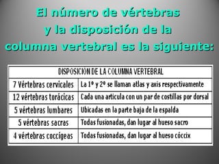 El número de vértebrasEl número de vértebras
y la disposición de lay la disposición de la
columna vertebral es la siguiente:columna vertebral es la siguiente:
 