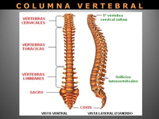 C O L U M N A V E R T E B R A LC O L U M N A V E R T E B R A L
 