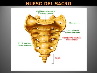HUESO DEL SACROHUESO DEL SACRO
 