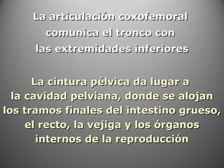 La articulación coxofemoralLa articulación coxofemoral
comunica el tronco concomunica el tronco con
las extremidades inferioreslas extremidades inferiores
La cintura pélvica da lugar aLa cintura pélvica da lugar a
la cavidad pelviana, donde se alojanla cavidad pelviana, donde se alojan
los tramos finales del intestino grueso,los tramos finales del intestino grueso,
el recto, la vejiga y los órganosel recto, la vejiga y los órganos
internos de la reproduccióninternos de la reproducción
 