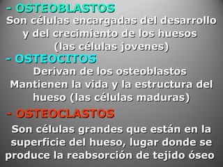 - OSTEOBLASTOS- OSTEOBLASTOS
Son células encargadas del desarrolloSon células encargadas del desarrollo
y del crecimiento de los huesosy del crecimiento de los huesos
(las células jovenes)(las células jovenes)
Derivan de los osteoblastosDerivan de los osteoblastos
Mantienen la vida y la estructura delMantienen la vida y la estructura del
hueso (las células maduras)hueso (las células maduras)
Son células grandes que están en laSon células grandes que están en la
superficie del hueso, lugar donde sesuperficie del hueso, lugar donde se
produce la reabsorción de tejido óseoproduce la reabsorción de tejido óseo
- OSTEOCITOS- OSTEOCITOS
- OSTEOCLASTOS- OSTEOCLASTOS
 