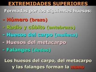 EXTREMIDADES SUPERIORESEXTREMIDADES SUPERIORES
Formadas por los siguientes huesos:Formadas por los siguientes huesos:
- Húmero- Húmero (brazo)(brazo)
- Radio y cúbito- Radio y cúbito (antebrazo)(antebrazo)
- Huesos del carpo- Huesos del carpo (muñeca)(muñeca)
- Huesos del metacarpo- Huesos del metacarpo
- Falanges- Falanges (dedos)(dedos)
Los huesos del carpo, del metacarpoLos huesos del carpo, del metacarpo
y las falanges forman lay las falanges forman la manomano
 