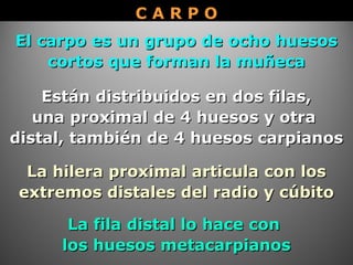 C A R P OC A R P O
El carpo es un grupo de ocho huesosEl carpo es un grupo de ocho huesos
cortos que forman la muñecacortos que forman la muñeca
La hilera proximal articula con losLa hilera proximal articula con los
extremos distales del radio y cúbitoextremos distales del radio y cúbito
La fila distal lo hace conLa fila distal lo hace con
los huesos metacarpianoslos huesos metacarpianos
Están distribuidos en dos filas,Están distribuidos en dos filas,
una proximal de 4 huesos y otrauna proximal de 4 huesos y otra
distal, también de 4 huesos carpianosdistal, también de 4 huesos carpianos
 
