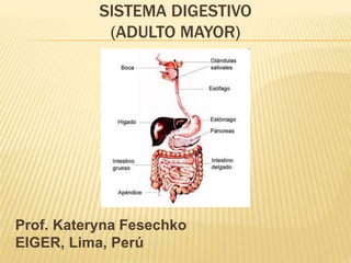 SISTEMA DIGESTIVO
(ADULTO MAYOR)
Prof. Kateryna Fesechko
EIGER, Lima, Perú
 