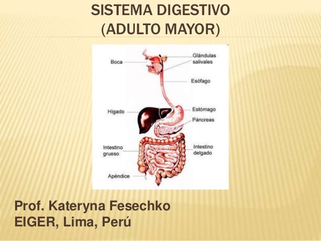 Sistema Digestivo En El Adulto Mayor