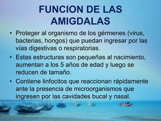 FUNCION DE LAS
AMIGDALAS
• Proteger al organismo de los gérmenes (virus,
bacterias, hongos) que puedan ingresar por las
vías digestivas o respiratorias.
• Estas estructuras son pequeñas al nacimiento,
aumentan a los 5 años de edad y luego se
reducen de tamaño.
• Contiene linfocitos que reaccionan rápidamente
ante la presencia de microorganismos que
ingresen por las cavidades bucal y nasal.
 