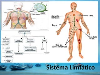 Sistema Limfático
 