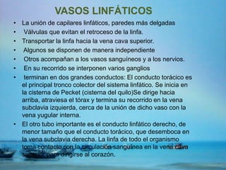 VASOS LINFÁTICOS
• La unión de capilares linfáticos, paredes más delgadas
• Válvulas que evitan el retroceso de la linfa.
• Transportar la linfa hacia la vena cava superior.
• Algunos se disponen de manera independiente
• Otros acompañan a los vasos sanguíneos y a los nervios.
• En su recorrido se interponen varios ganglios
• terminan en dos grandes conductos: El conducto torácico es
el principal tronco colector del sistema linfático. Se inicia en
la cisterna de Pecket (cisterna del quilo)Se dirige hacia
arriba, atraviesa el tórax y termina su recorrido en la vena
subclavia izquierda, cerca de la unión de dicho vaso con la
vena yugular interna.
• El otro tubo importante es el conducto linfático derecho, de
menor tamaño que el conducto torácico, que desemboca en
la vena subclavia derecha. La linfa de todo el organismo
toma contacto con la circulación sanguínea en la vena cava
superior para dirigirse al corazón.
 