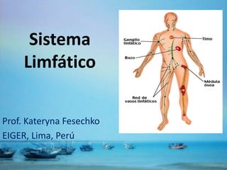 Sistema
Limfático
Prof. Kateryna Fesechko
EIGER, Lima, Perú
 