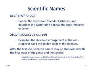 Scientific Names
Escherichia coli
o Honors the discoverer, Theodor Escherich, and
describes the bacterium’s habitat, the large intestine
or colon.
Staphylococcus aureus
o Describes the clustered arrangement of the cells
(staphylo-) and the golden color of the colonies.
After the first use, scientific names may be abbreviated with
the first letter of the genus and the species:
• Staphylococcus aureus and Escherichia coli are found in the human body: S
aureus on skin and E coli in the large intestine.
Jul-14 12
 