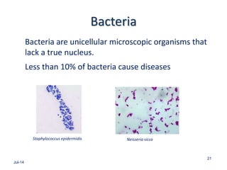 Bacteria
Bacteria are unicellular microscopic organisms that
lack a true nucleus.
Less than 10% of bacteria cause diseases
Jul-14
21
Staphylococcus epidermidis Neisseria sicca
 