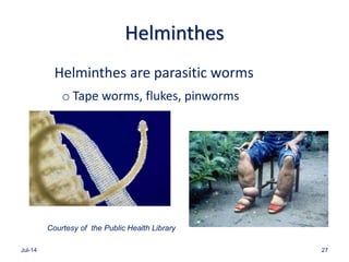 Helminthes
Helminthes are parasitic worms
o Tape worms, flukes, pinworms
Jul-14 27
Courtesy of the Public Health Library
 