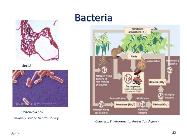 Microbiology for Nursing Students: 1. Introduction to Microbiology