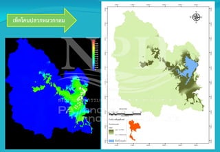 เห็ดโคนปลวกหมวกกลม
 