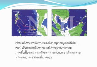 (ซ้าย) เส้นทางการเดินทางของแม่เต่าตนุจากหมู่เกาะสิมิลัน
(ขวา) เส้นทางการเดินทางของแม่เต่าตนุจากเกาะคราม
ภาพเอื้อเฟื้อจาก : กรมทรัพยากรทางทะเลและชายฝั่ง กระทรวง
ทรัพยากรธรรมชาติและสิ่งแวดล้อม
 