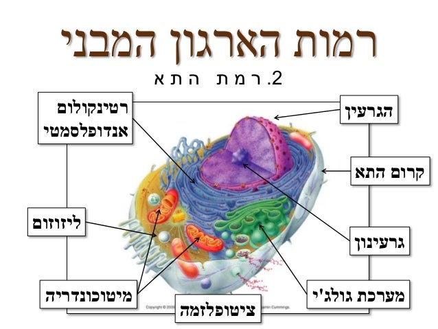 תוצאת תמונה עבור ציטופלזמה