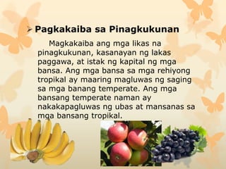  Pagkakaiba sa Pinagkukunan
Magkakaiba ang mga likas na
pinagkukunan, kasanayan ng lakas
paggawa, at istak ng kapital ng mga
bansa. Ang mga bansa sa mga rehiyong
tropikal ay maaring magluwas ng saging
sa mga banang temperate. Ang mga
bansang temperate naman ay
nakakapagluwas ng ubas at mansanas sa
mga bansang tropikal.
 
