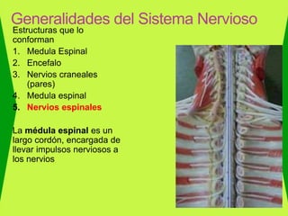 Estructuras que lo
conforman
1. Medula Espinal
2. Encefalo
3. Nervios craneales
(pares)
4. Medula espinal
5. Nervios espinales
La médula espinal es un
largo cordón, encargada de
llevar impulsos nerviosos a
los nervios
Generalidades del Sistema Nervioso
 