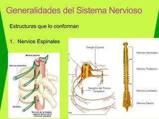 Estructuras que lo conforman
1. Nervios Espinales
Generalidades del Sistema Nervioso
 
