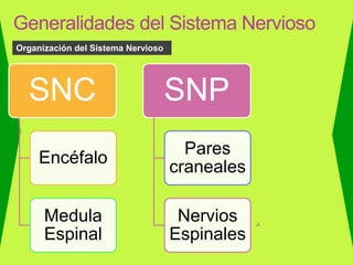 Generalidades del Sistema Nervioso
SNC
Encéfalo
Medula
Espinal
SNP
Pares
craneales
Nervios
Espinales
Organización del Sistema Nervioso
 