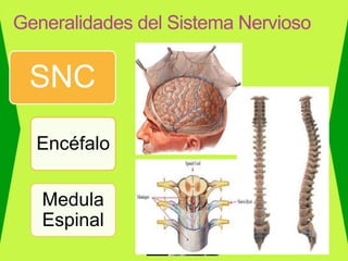 Generalidades del Sistema Nervioso
SNC
Encéfalo
Medula
Espinal
 