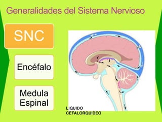 Generalidades del Sistema Nervioso
SNC
Encéfalo
Medula
Espinal LIQUIDO
CEFALORQUIDEO
 