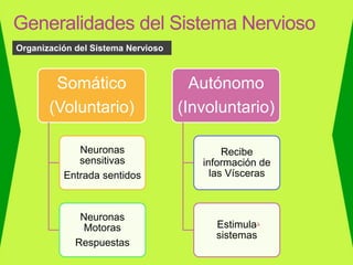 Generalidades del Sistema Nervioso
Somático
(Voluntario)
Neuronas
sensitivas
Entrada sentidos
Neuronas
Motoras
Respuestas
Autónomo
(Involuntario)
Recibe
información de
las Vísceras
Estimula
sistemas
Organización del Sistema Nervioso
 