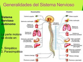 Generalidades del Sistema Nervioso
Sistema
Nervioso
Autónomo
La parte motora
se divide en
1. Simpático
2. Parasimpático
 