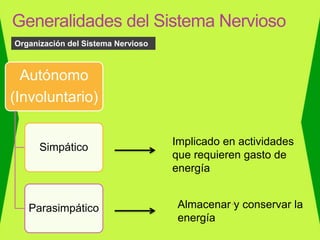 Generalidades del Sistema Nervioso
Autónomo
(Involuntario)
Simpático
Parasimpático
Organización del Sistema Nervioso
Implicado en actividades
que requieren gasto de
energía
Almacenar y conservar la
energía
 