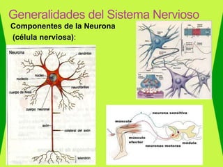 Componentes de la Neurona
(célula nerviosa):
Generalidades del Sistema Nervioso
 