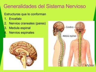 Estructuras que lo conforman
1. Encefalo
2. Nervios craneales (pares)
3. Medula espinal
4. Nervios espinales
Generalidades del Sistema Nervioso
 