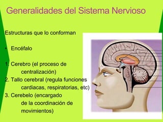 Estructuras que lo conforman
• Encéfalo
1. Cerebro (el proceso de
centralización)
2. Tallo cerebral (regula funciones
cardiacas, respiratorias, etc)
3. Cerebelo (encargado
de la coordinación de
movimientos)
Generalidades del Sistema Nervioso
 