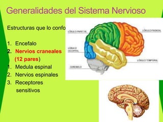 Estructuras que lo conforman
1. Encefalo
2. Nervios craneales
(12 pares)
1. Medula espinal
2. Nervios espinales
3. Receptores
sensitivos
Generalidades del Sistema Nervioso
 