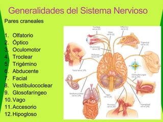 Pares craneales
1. Olfatorio
2. Óptico
3. Oculomotor
4. Troclear
5. Trigémino
6. Abducente
7. Facial
8. Vestibulococlear
9. Glosofaríngeo
10.Vago
11.Accesorio
12.Hipogloso
Generalidades del Sistema Nervioso
 