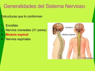 Estructuras que lo conforman
1. Encefalo
2. Nervios craneales (31 pares)
3. Medula espinal
4. Nervios espinales
Generalidades del Sistema Nervioso
 