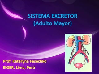 SISTEMA EXCRETOR
(Adulto Mayor)
Prof. Kateryna Fesechko
EIGER, Lima, Perú
 