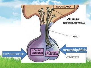 ADENOHIPOFISIS
neurohipófisis
 