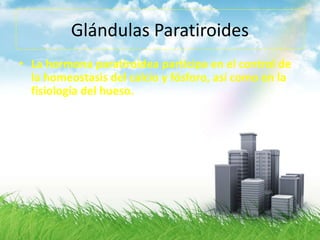 Glándulas Paratiroides
• La hormona paratiroidea participa en el control de
la homeostasis del calcio y fósforo, así como en la
fisiología del hueso.
 
