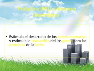 Prolactina (PRL) u hormona
luteotrópica.
• Estimula el desarrollo de los acinos mamarios
y estimula la traducción del los genes para las
proteínas de la leche
 