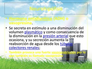 Neurohipófisis
• Hormona antidiurética (ADH) o
vasopresina.
• Se secreta en estímulo a una disminución del
volumen plasmático y como consecuencia de
la disminución en la presión arterial que esto
ocasiona, y su secreción aumenta la
reabsorción de agua desde los túbulos
colectores renales;
• También provoca una fuerte vasoconstricción por lo
que también es llamada vasopresina.
 