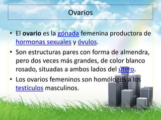 Ovarios
• El ovario es la gónada femenina productora de
hormonas sexuales y óvulos.
• Son estructuras pares con forma de almendra,
pero dos veces más grandes, de color blanco
rosado, situadas a ambos lados del útero.
• Los ovarios femeninos son homólogos a los
testículos masculinos.
 