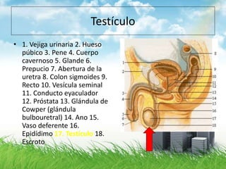 Testículo
• 1. Vejiga urinaria 2. Hueso
púbico 3. Pene 4. Cuerpo
cavernoso 5. Glande 6.
Prepucio 7. Abertura de la
uretra 8. Colon sigmoides 9.
Recto 10. Vesícula seminal
11. Conducto eyaculador
12. Próstata 13. Glándula de
Cowper (glándula
bulbouretral) 14. Ano 15.
Vaso deferente 16.
Epidídimo 17. Testículo 18.
Escroto
 