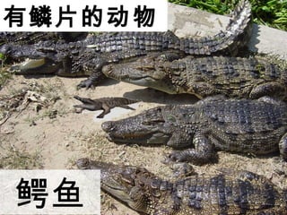 ƬĶ

 