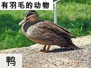 ëĶ
Ѽ
 