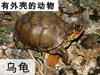ǵĶ
ڹ
 