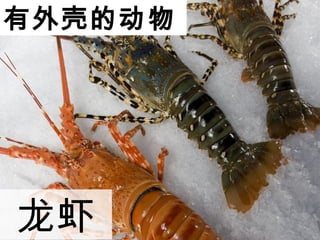 ǵĶ
Ϻ
 